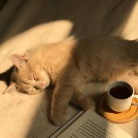 *واو 𝗪𝗼𝗪🌟 *